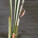 J14_0372 Greater Water Boatman.JPG